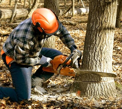 Tree Removal in Manhattan, KS